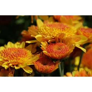 Fresh Gerbera Daisy Plant